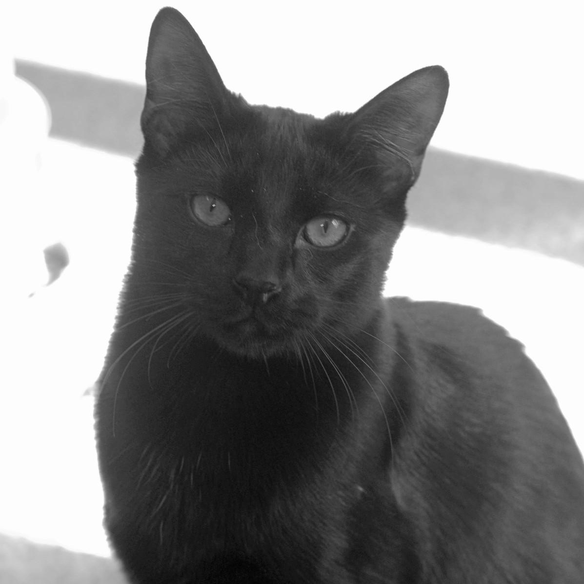 Simba, a Adoptable Domestic Short Hair in Sautee Nacoochee, GA image 3/3