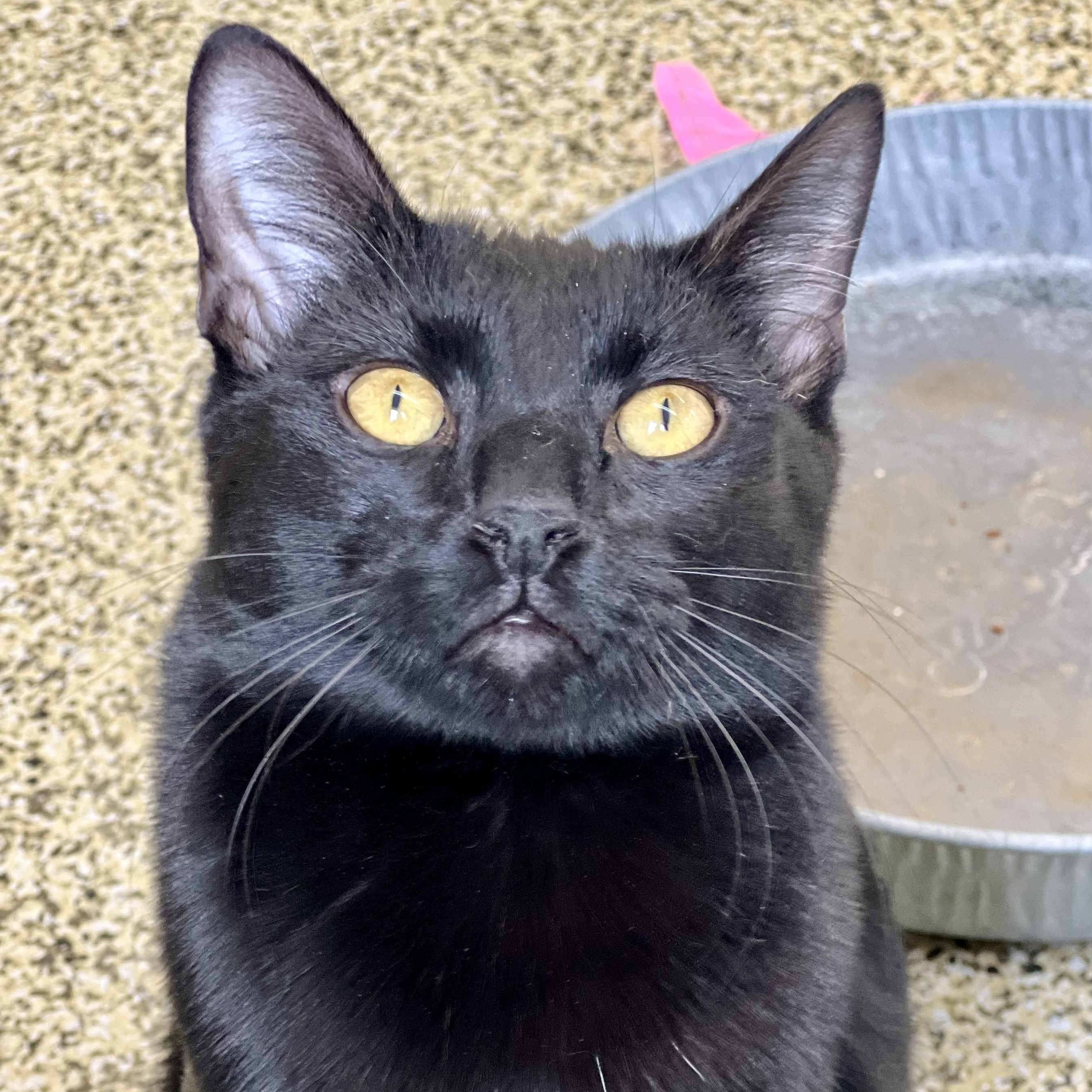 Simba, a Adoptable Domestic Short Hair in Sautee Nacoochee, GA image 2/3