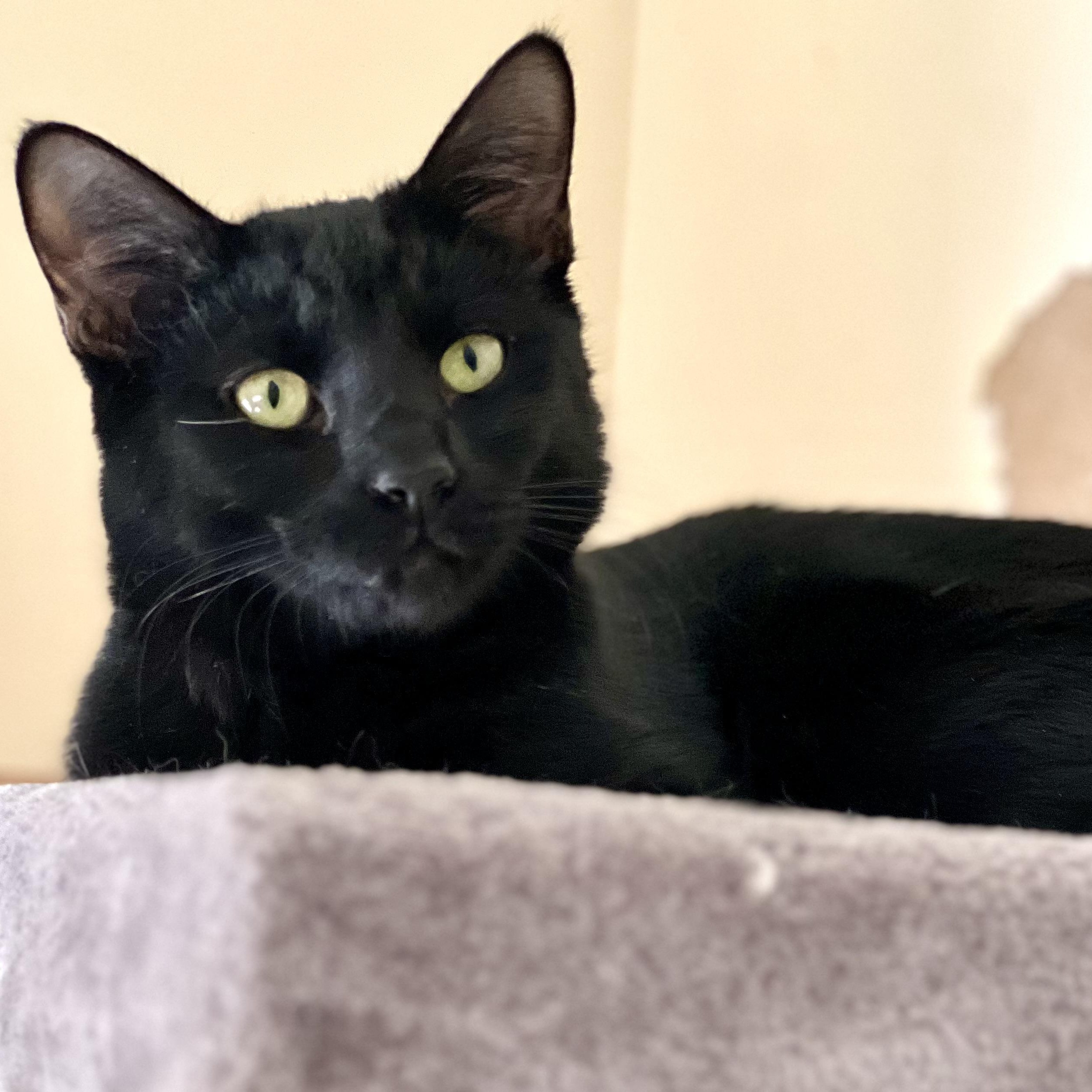 Simba, Adoptable, Young Male Domestic Short Hair.