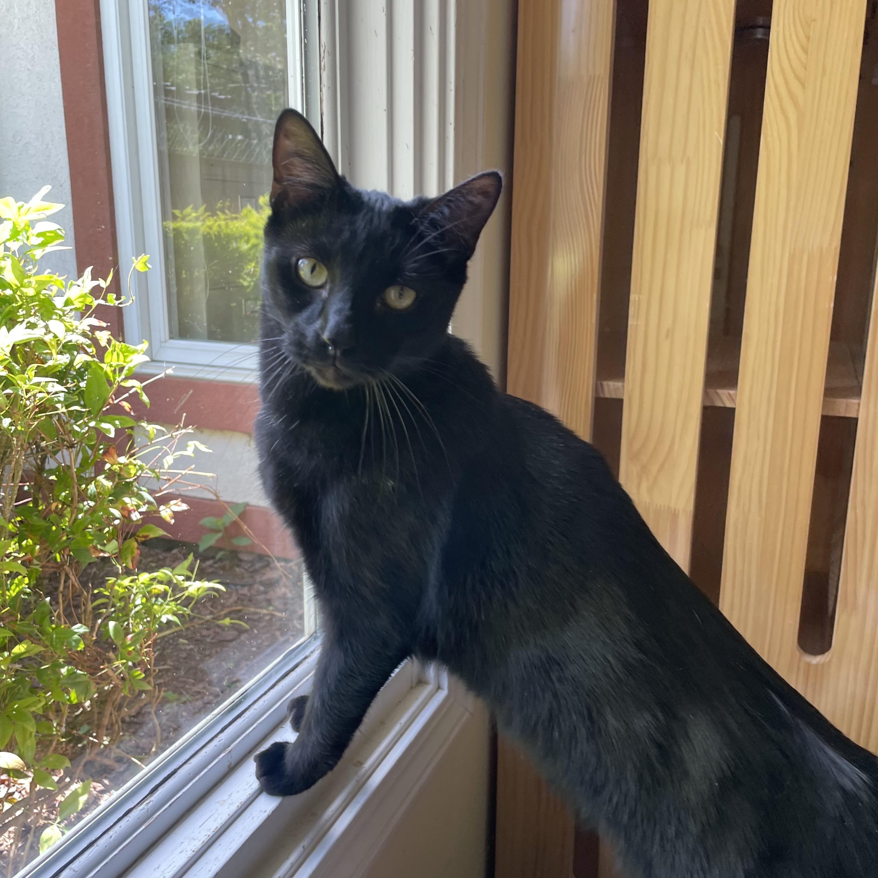 Enlarge Oliver, a Adoptable Domestic Short Hair in Sautee Nacoochee, GA image 1/4