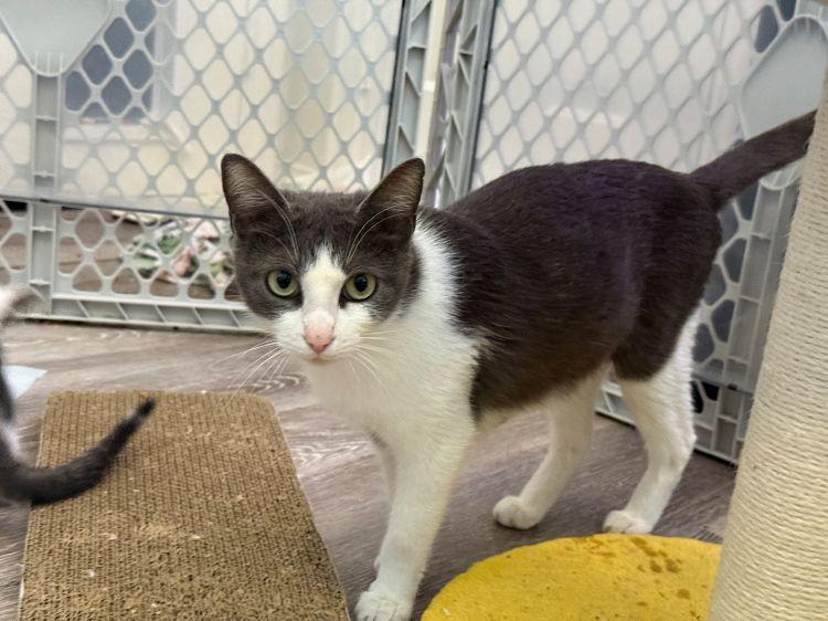 Joyce, ADOPTABLE, Young Female American Shorthair & Domestic Short Hair.