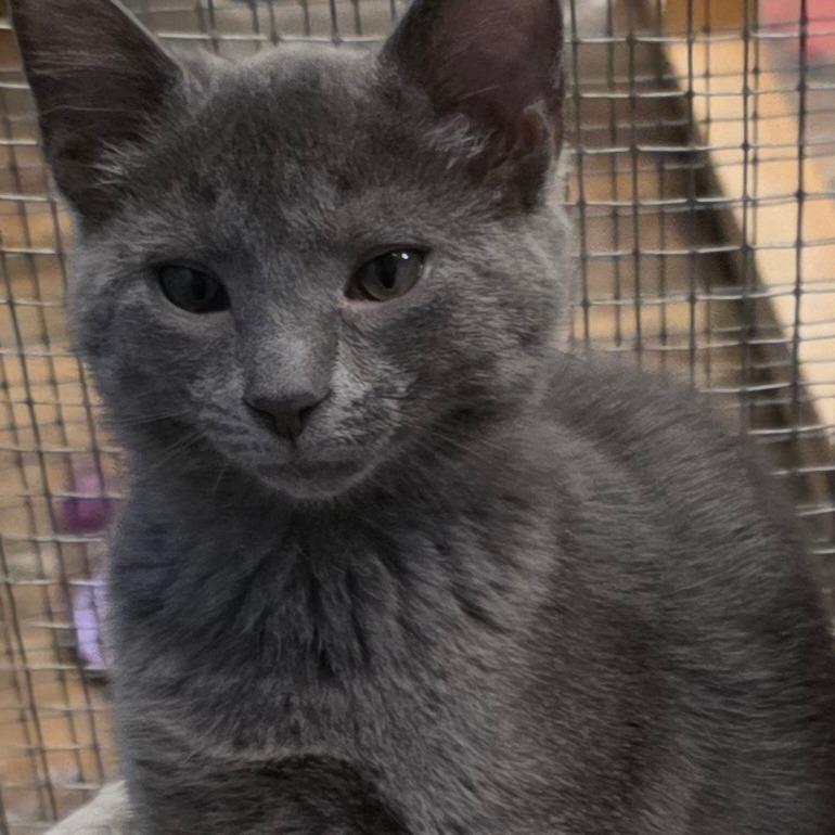 Chrissy, Adoptable, Kitten Female Domestic Short Hair.