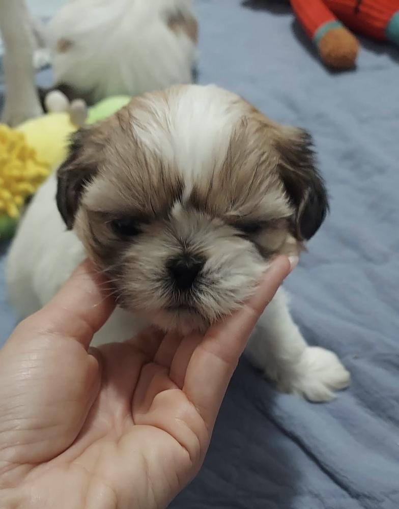 Pebbles, Adoptable, Puppy Female Shih Tzu.