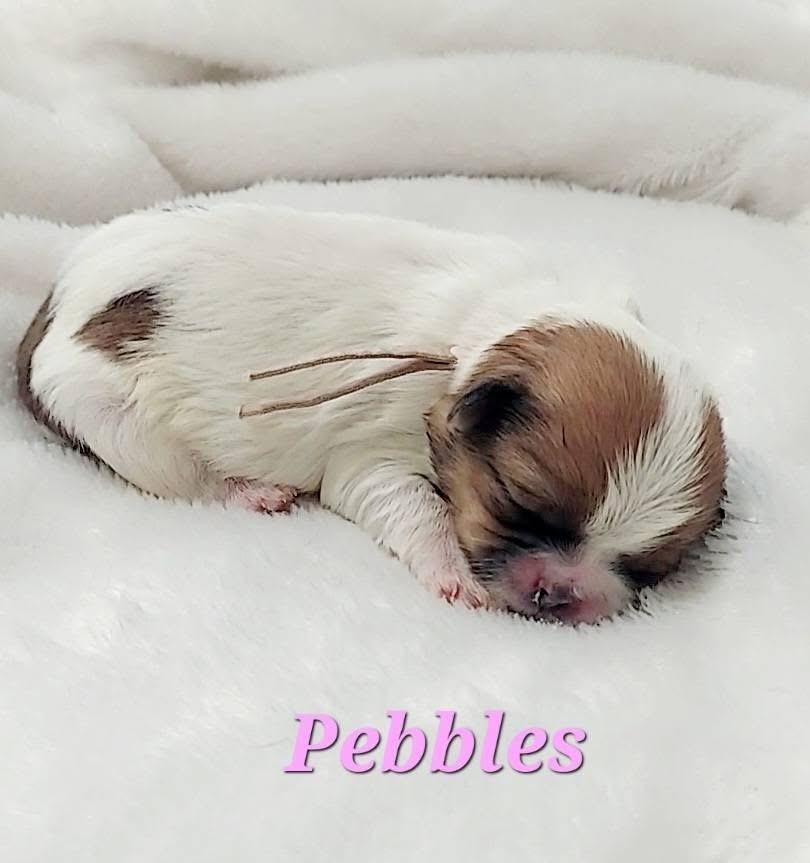 Enlarge Pebbles, a Adoptable mixed breed in Warr Acres, OK image 2/6