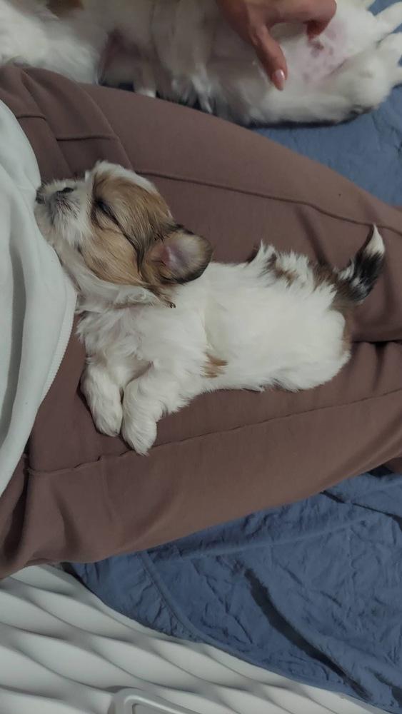 Enlarge Pebbles, a Adoptable mixed breed in Warr Acres, OK image 3/6