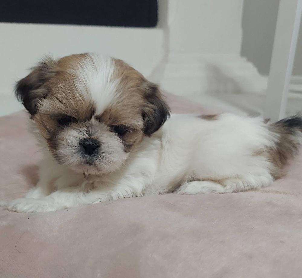 Enlarge Pebbles, a Adoptable mixed breed in Warr Acres, OK image 4/6