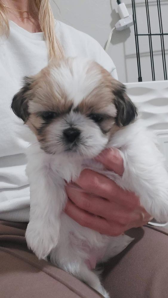 Enlarge Pebbles, a Adoptable mixed breed in Warr Acres, OK image 5/6