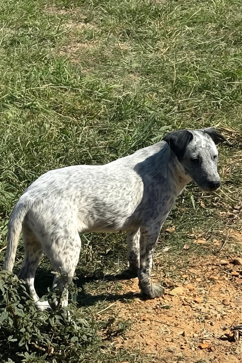 Pepper, Young Female unknown