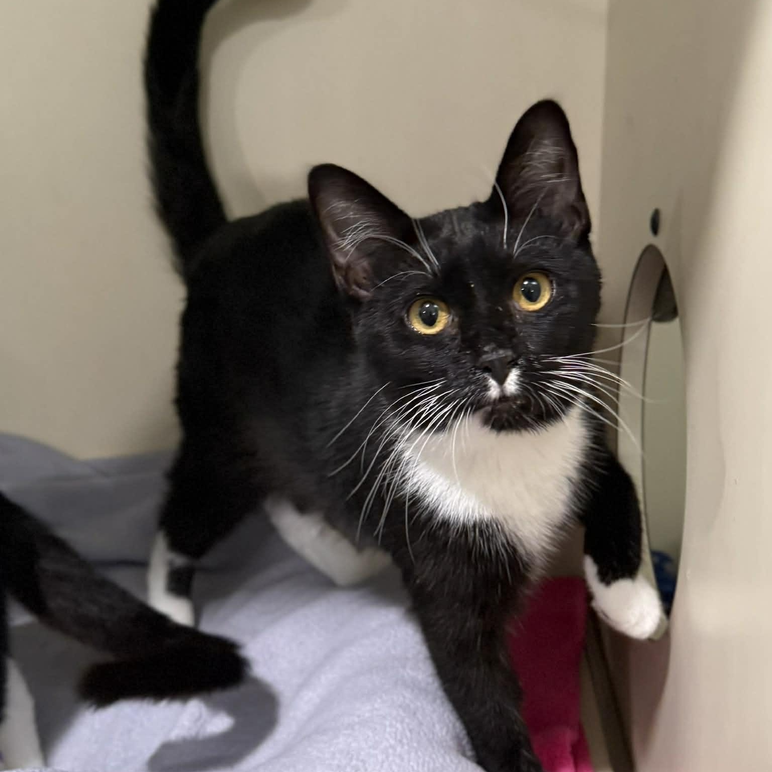 Donner, adopted, Kitten Male Domestic Short Hair & Tuxedo.