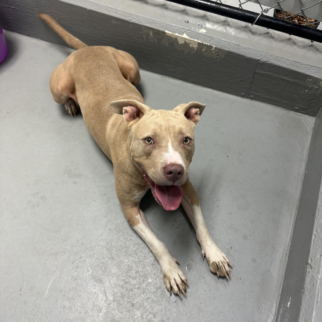 Stella, Adoptable, Adult Female Pit Bull Terrier & Mixed Breed.