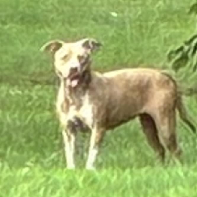 Enlarge Stella, a Adoptable mixed breed in Morganfield, KY image 2/4