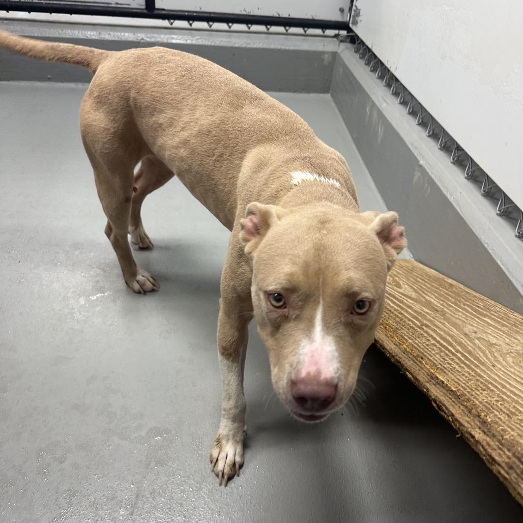 Enlarge Stella, a Adoptable mixed breed in Morganfield, KY image 4/4