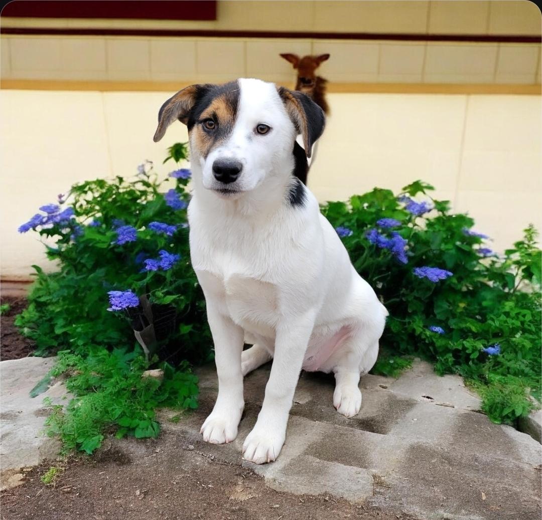 Enlarge Connie , an adoption pending mixed breed in Elwood, NJ image 1/3