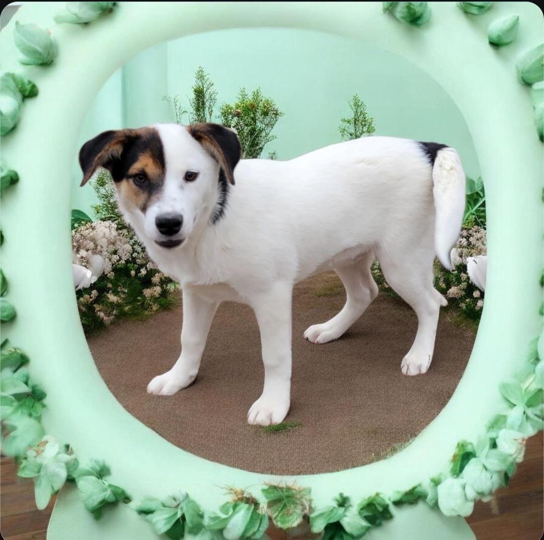 Enlarge Connie , an adoption pending mixed breed in Elwood, NJ image 3/3