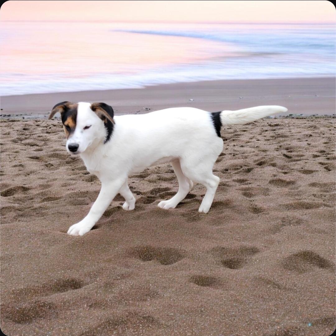 Enlarge Connie , an adoption pending mixed breed in Elwood, NJ image 2/3