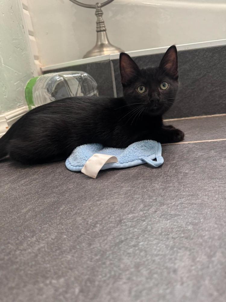 Menelaus, Adoptable, Kitten Male American Shorthair.