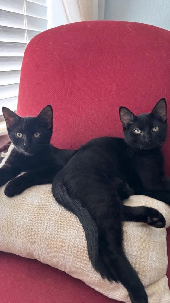 Enlarge Menelaus, a Adoptable American Shorthair in Shawnee, OK image 2/6