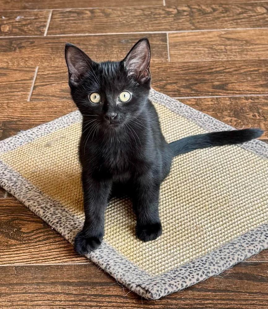 Enlarge Menelaus, a Adoptable American Shorthair in Shawnee, OK image 3/6