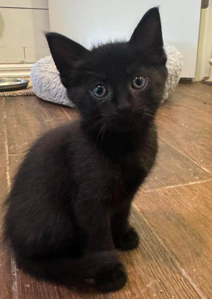 Enlarge Menelaus, a Adoptable American Shorthair in Shawnee, OK image 4/6