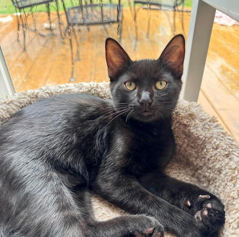 Enlarge Menelaus, a Adoptable American Shorthair in Shawnee, OK image 5/6