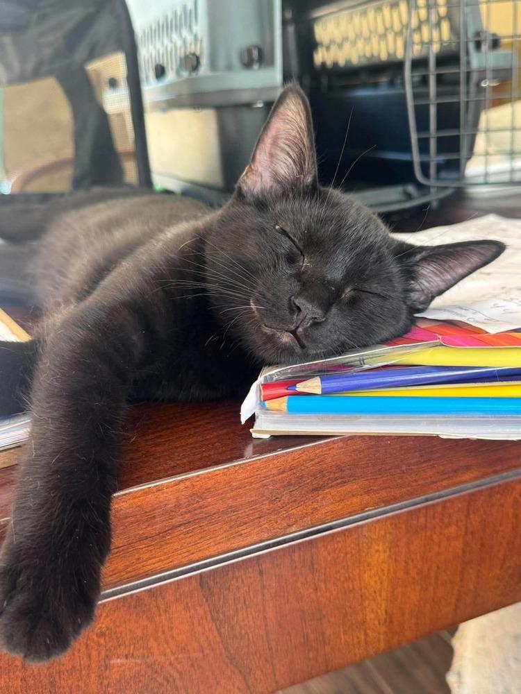 Enlarge Menelaus, a Adoptable American Shorthair in Shawnee, OK image 6/6