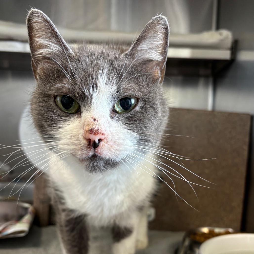 Cookie, Adoptable, Adult Female Domestic Short Hair.