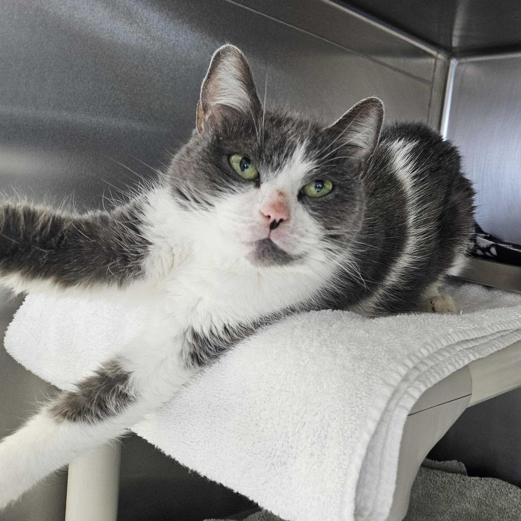 Enlarge Cookie, a Adoptable Domestic Short Hair in Dover, NH image 2/3