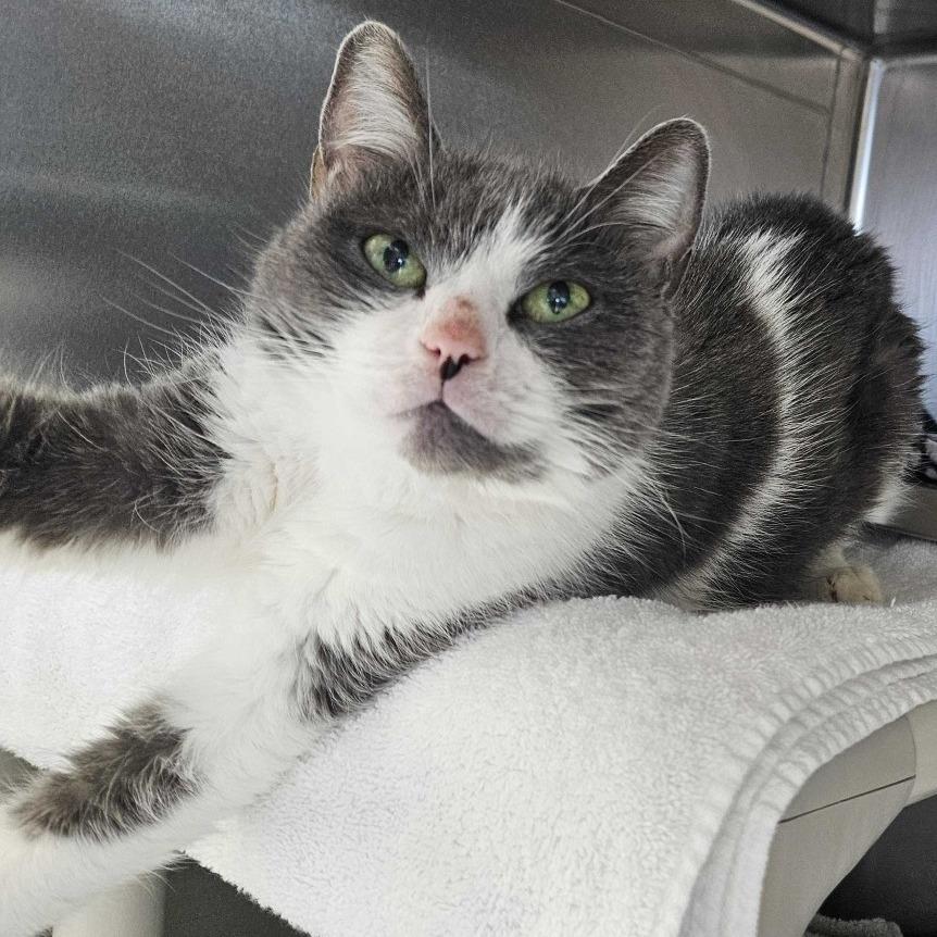 Enlarge Cookie, a Adoptable Domestic Short Hair in Dover, NH image 3/3