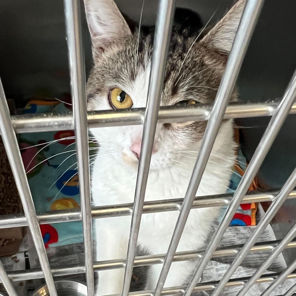 Aspen, Adoptable, Kitten Male Domestic Short Hair.