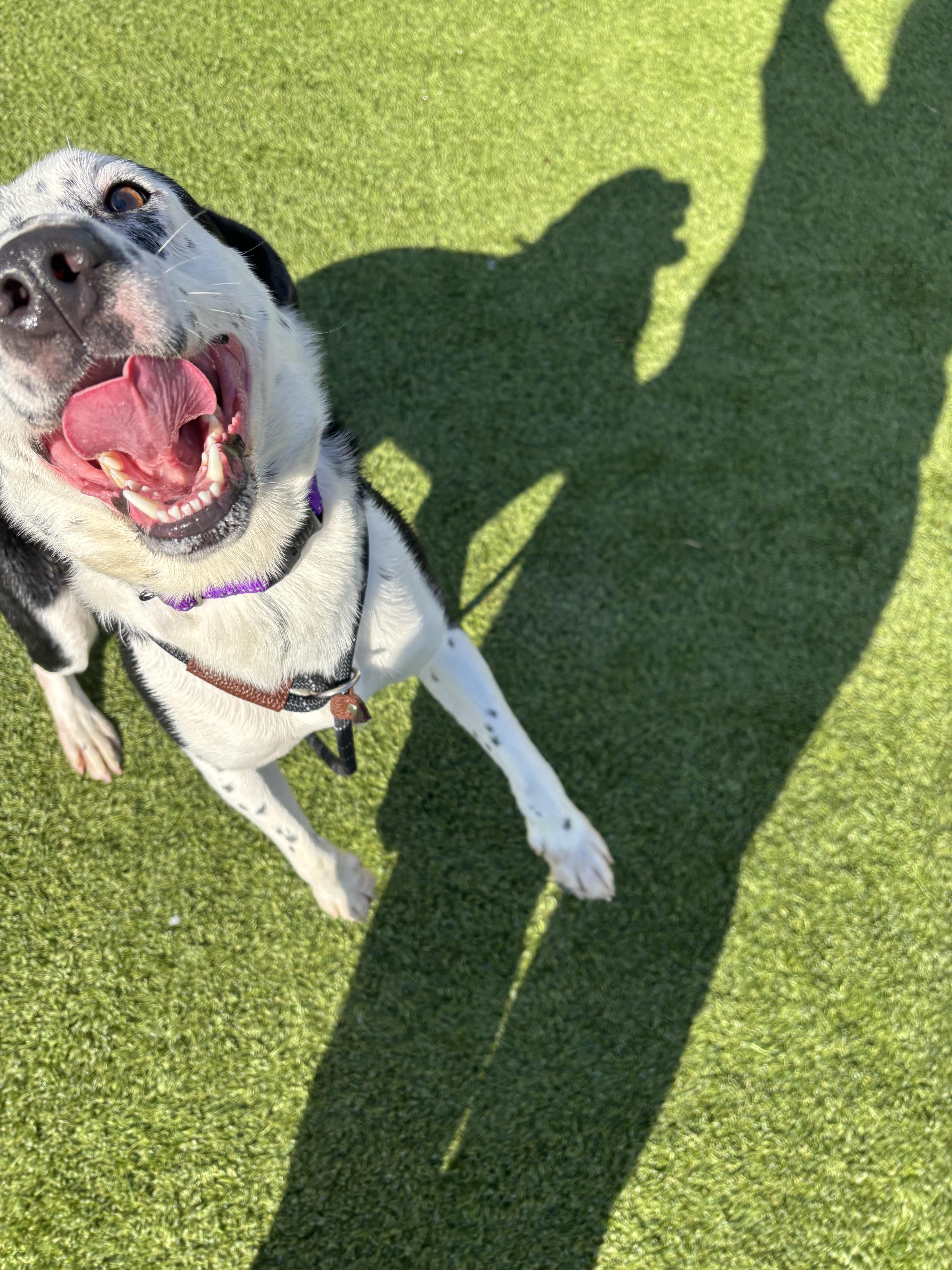 Branson, a Adoptable mixed breed in Liberty, MO image 3/3