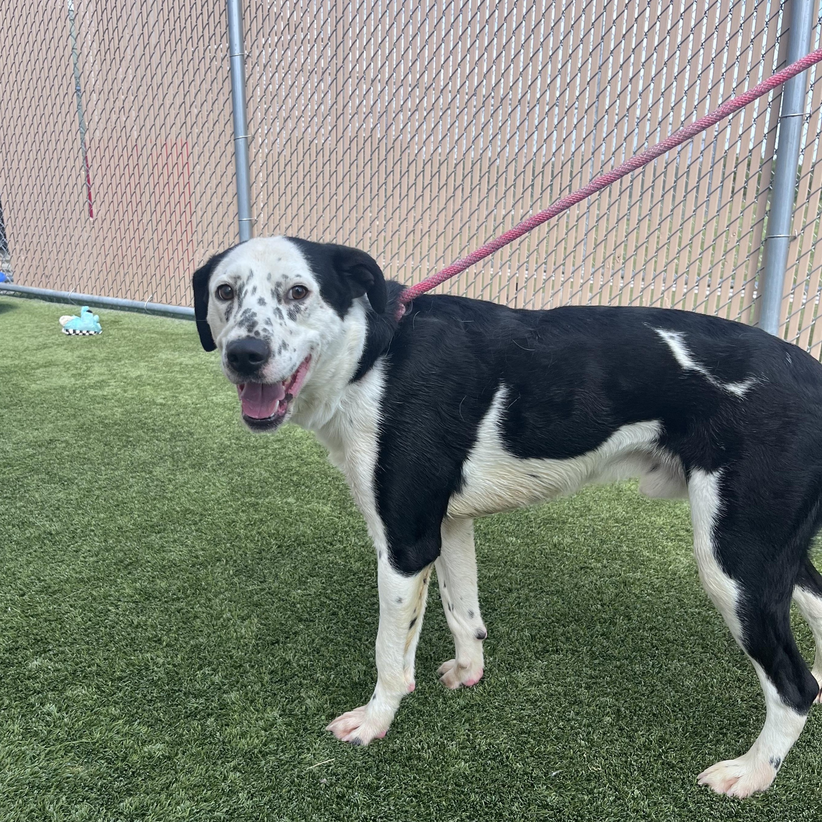 Branson, Adoptable, Young Male Border Collie & Dalmatian.