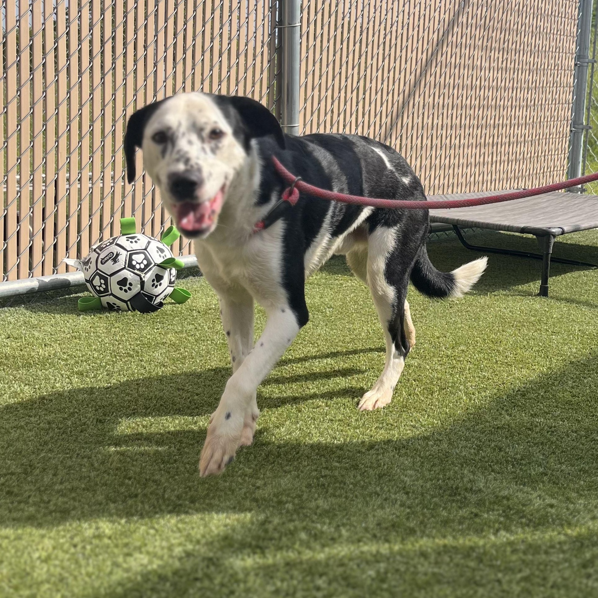 Enlarge Branson, a Adoptable mixed breed in Liberty, MO image 2/2