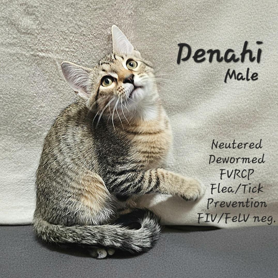 Denahi