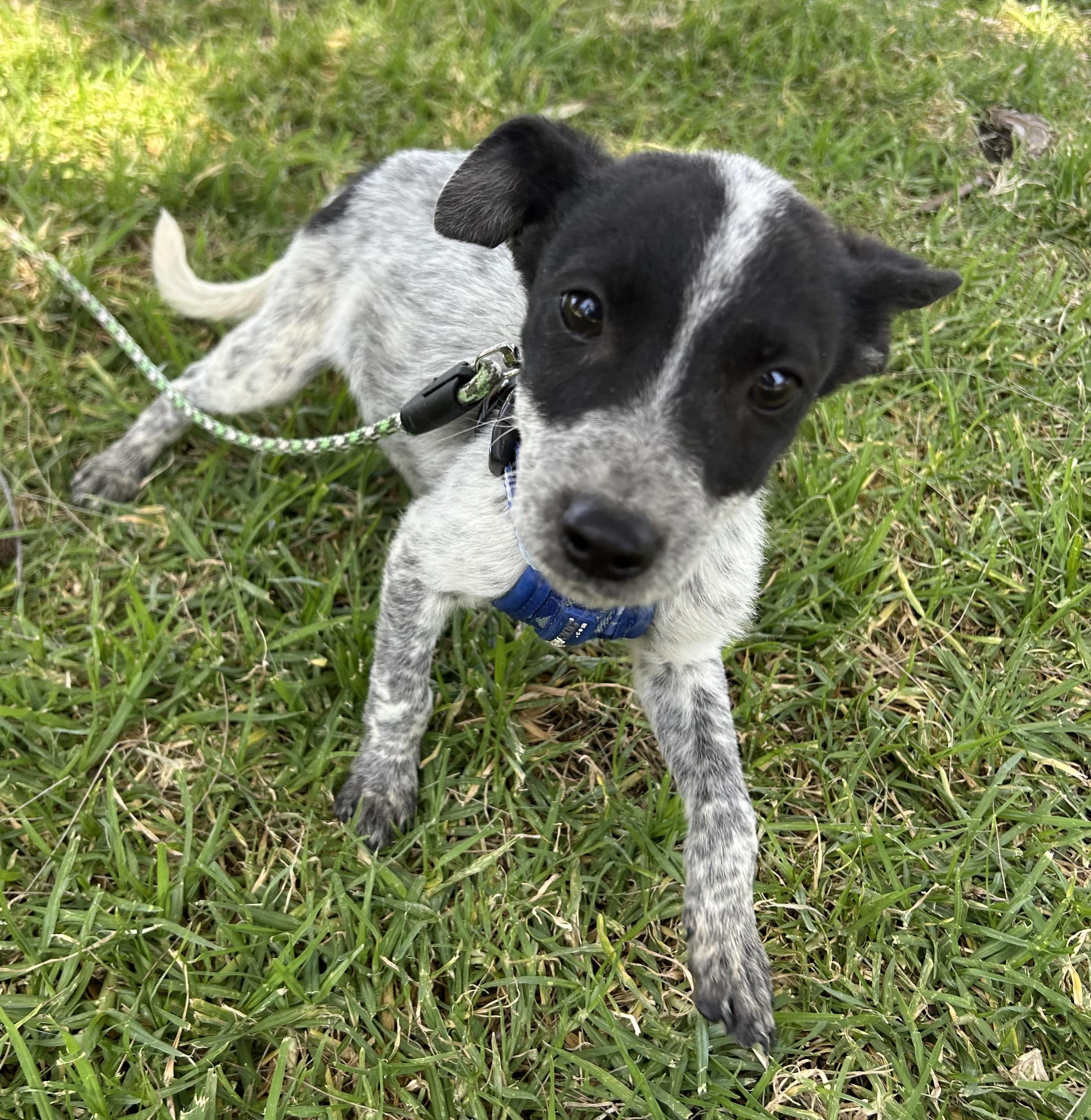 TEDDY, a ADOPTABLE mixed breed in Bell Gardens, CA image 2/5