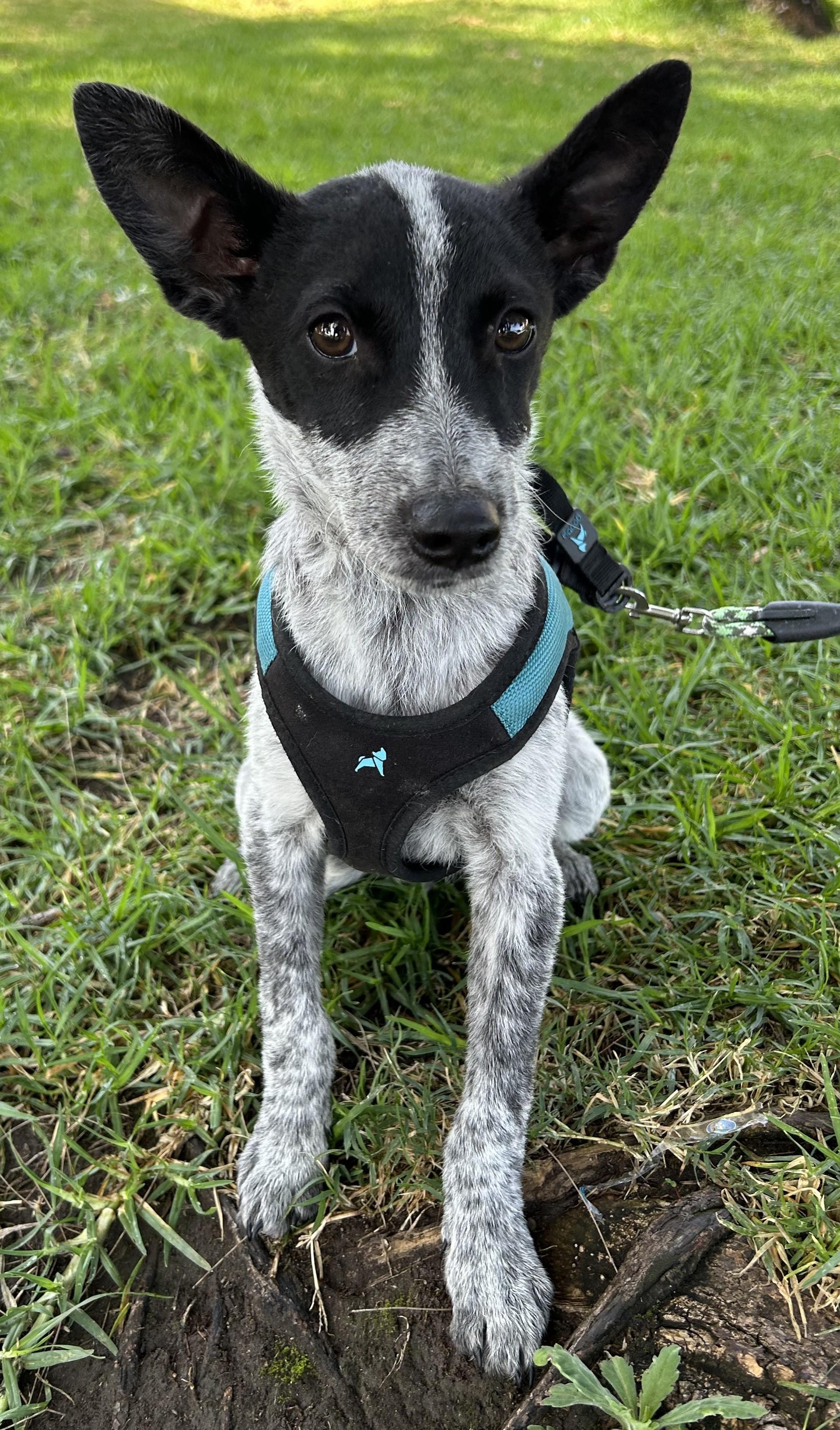 TEDDY, ADOPTABLE, Puppy Male Australian Cattle Dog / Blue Heeler.