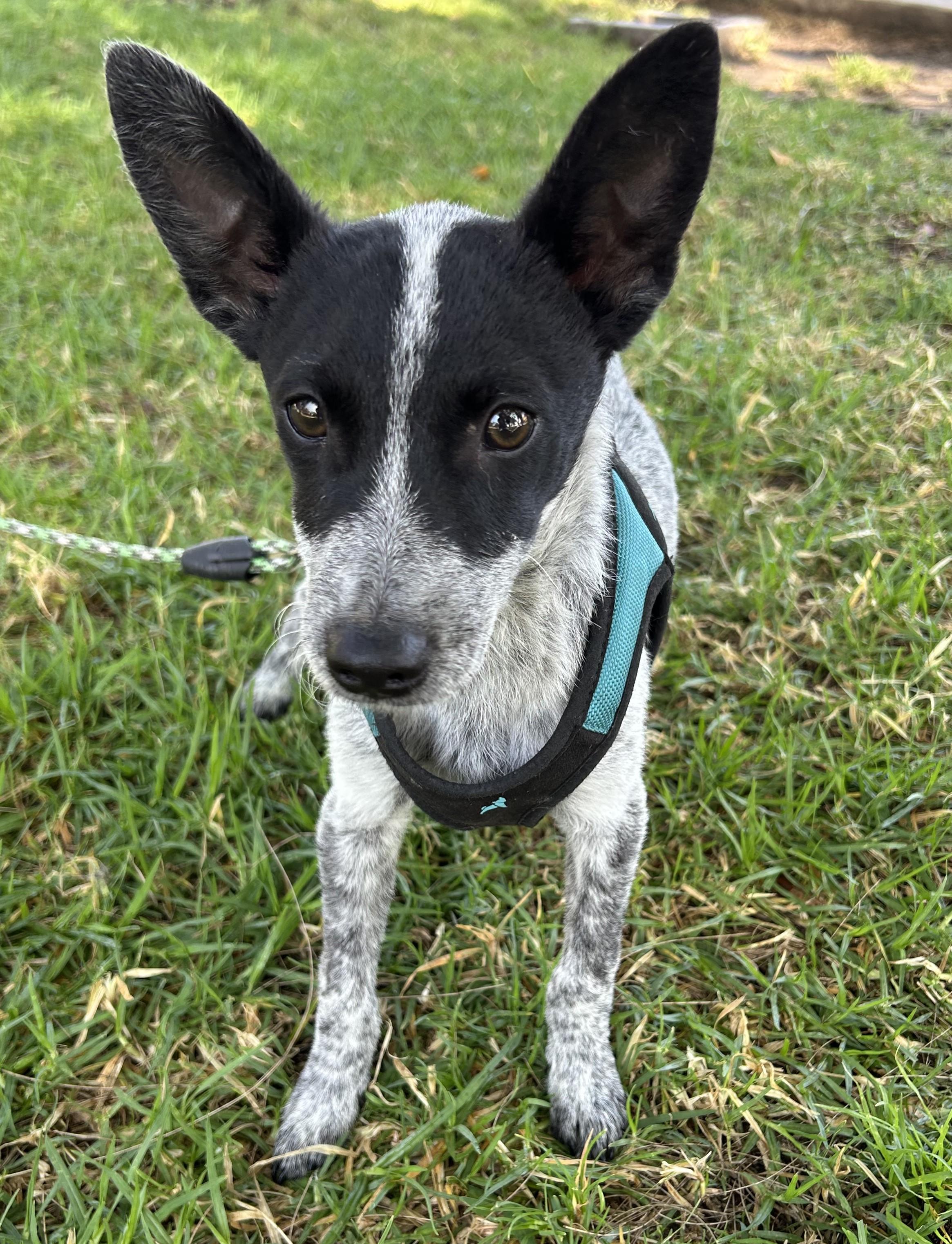 TEDDY, a ADOPTABLE mixed breed in Bell Gardens, CA image 3/6