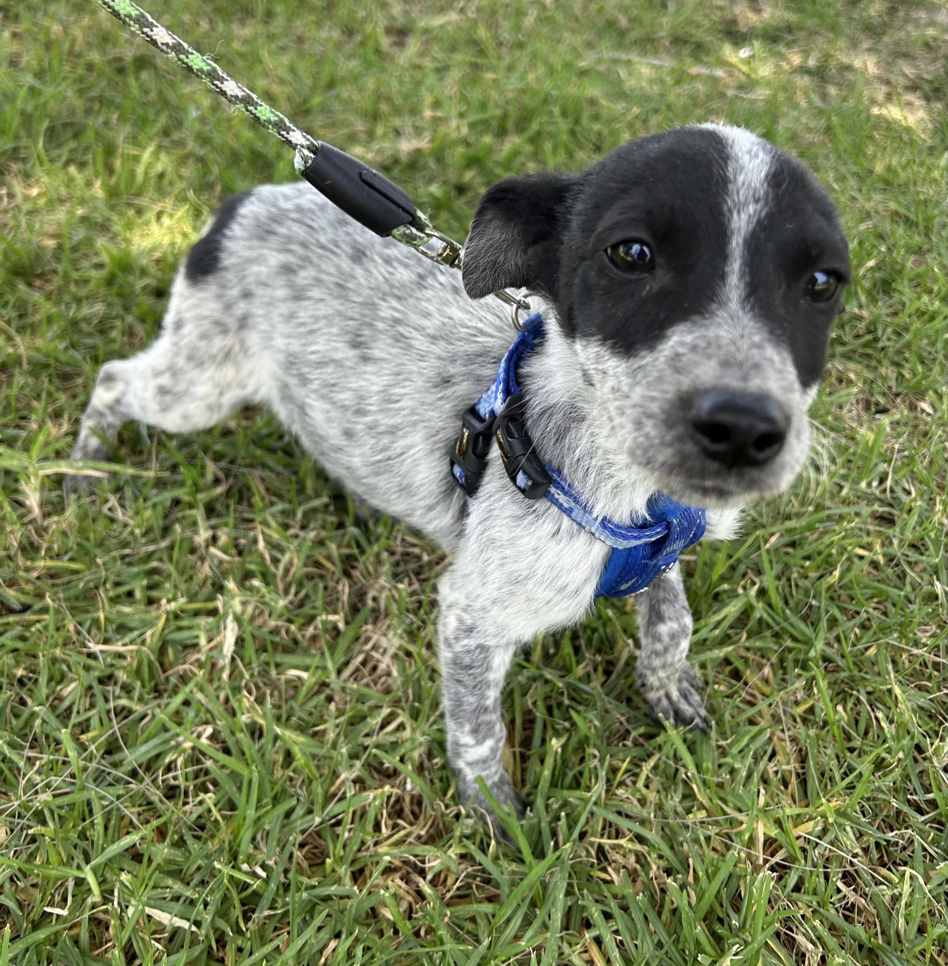 TEDDY, a ADOPTABLE mixed breed in Bell Gardens, CA image 4/5