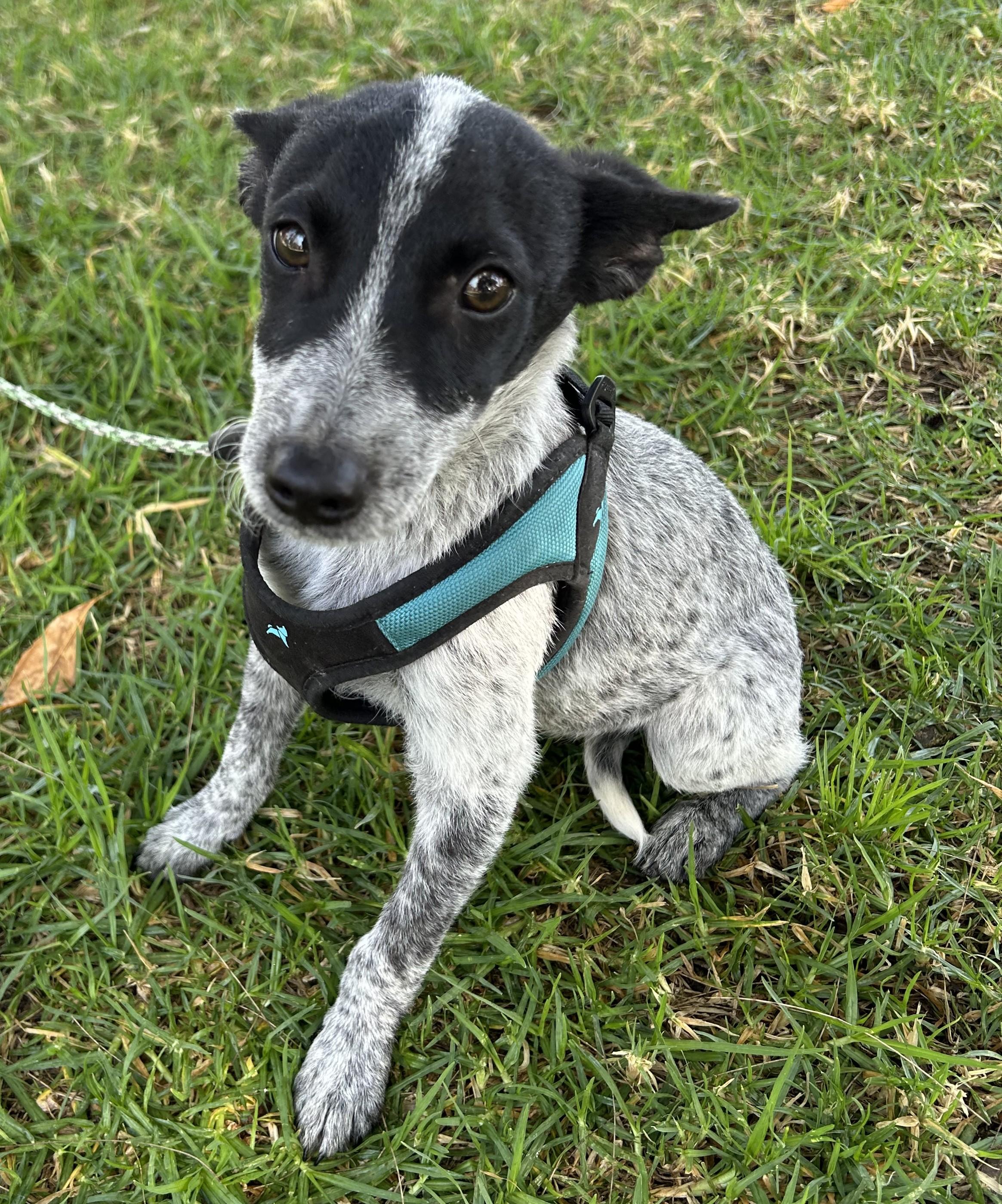 TEDDY, a ADOPTABLE mixed breed in Bell Gardens, CA image 5/6