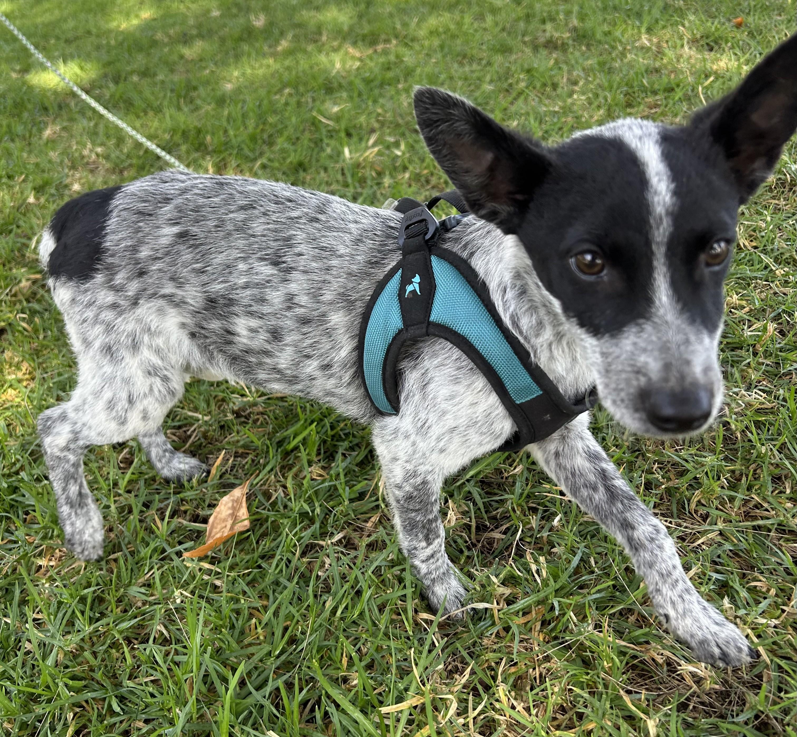TEDDY, a ADOPTABLE mixed breed in Bell Gardens, CA image 4/6