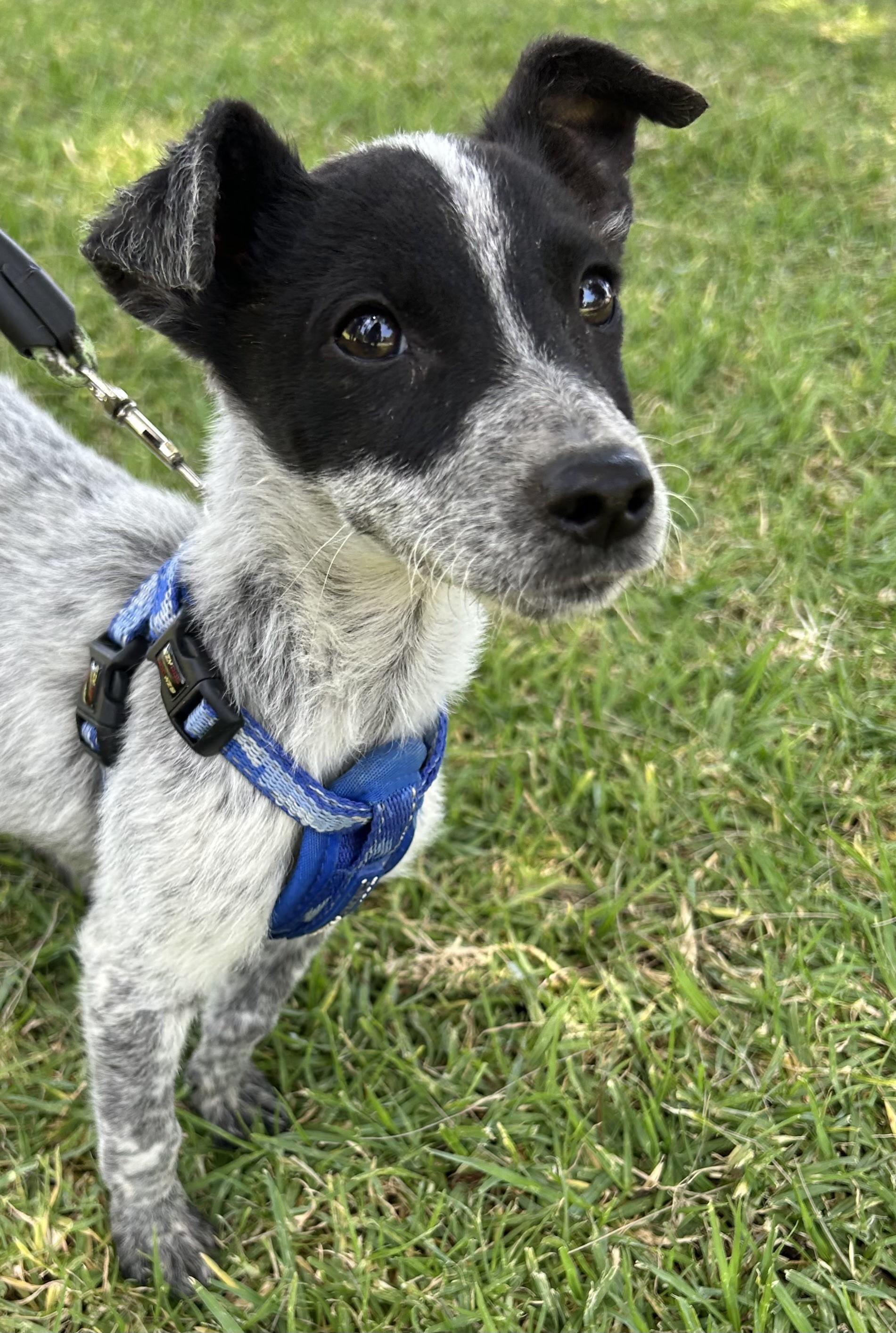 TEDDY, a ADOPTABLE mixed breed in Bell Gardens, CA image 1/5