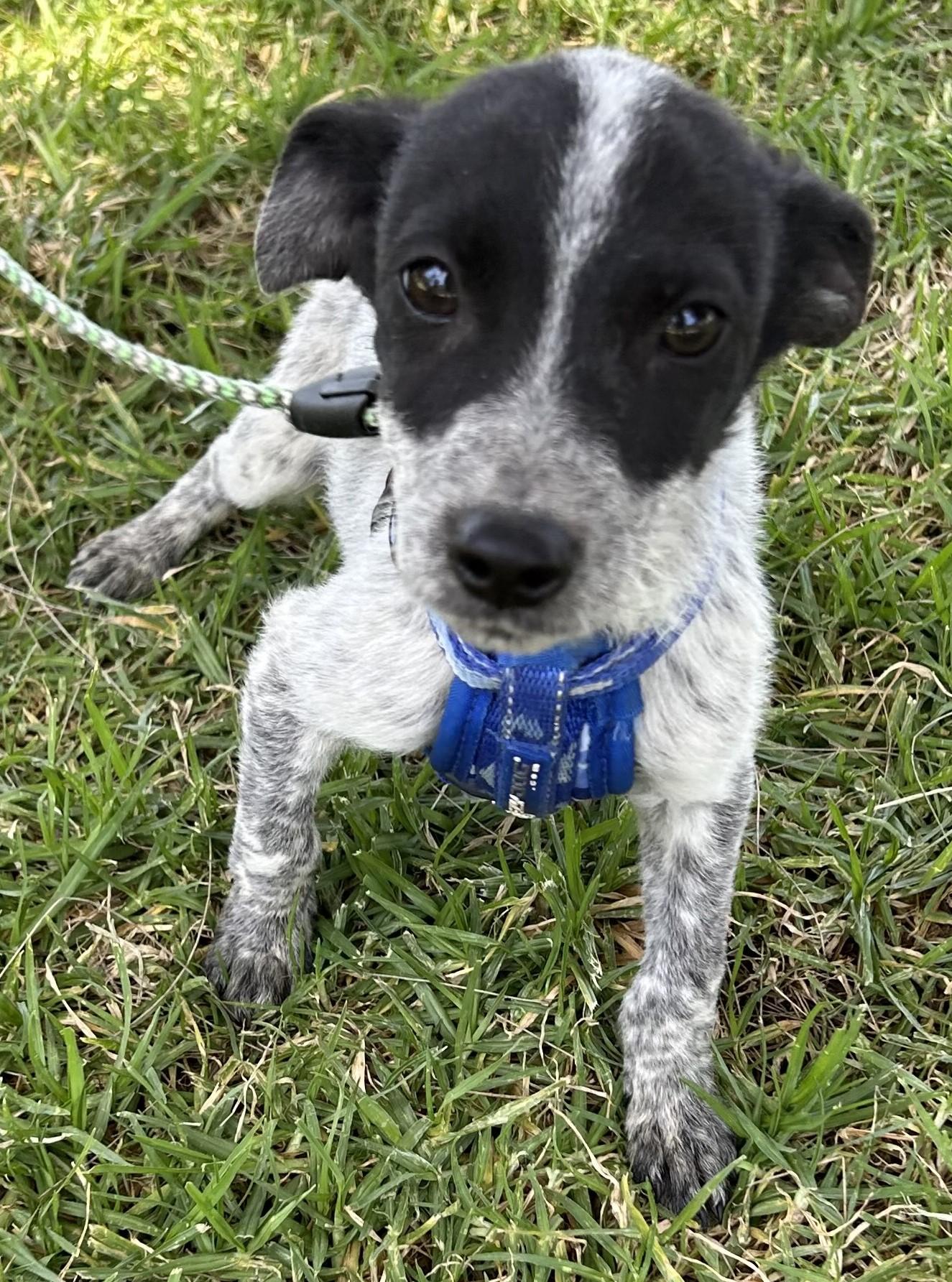 TEDDY, a ADOPTABLE mixed breed in Bell Gardens, CA image 3/5