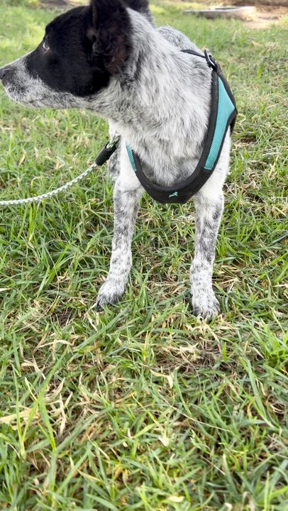 Enlarge TEDDY, a ADOPTABLE mixed breed in Bell Gardens, CA video 6/6