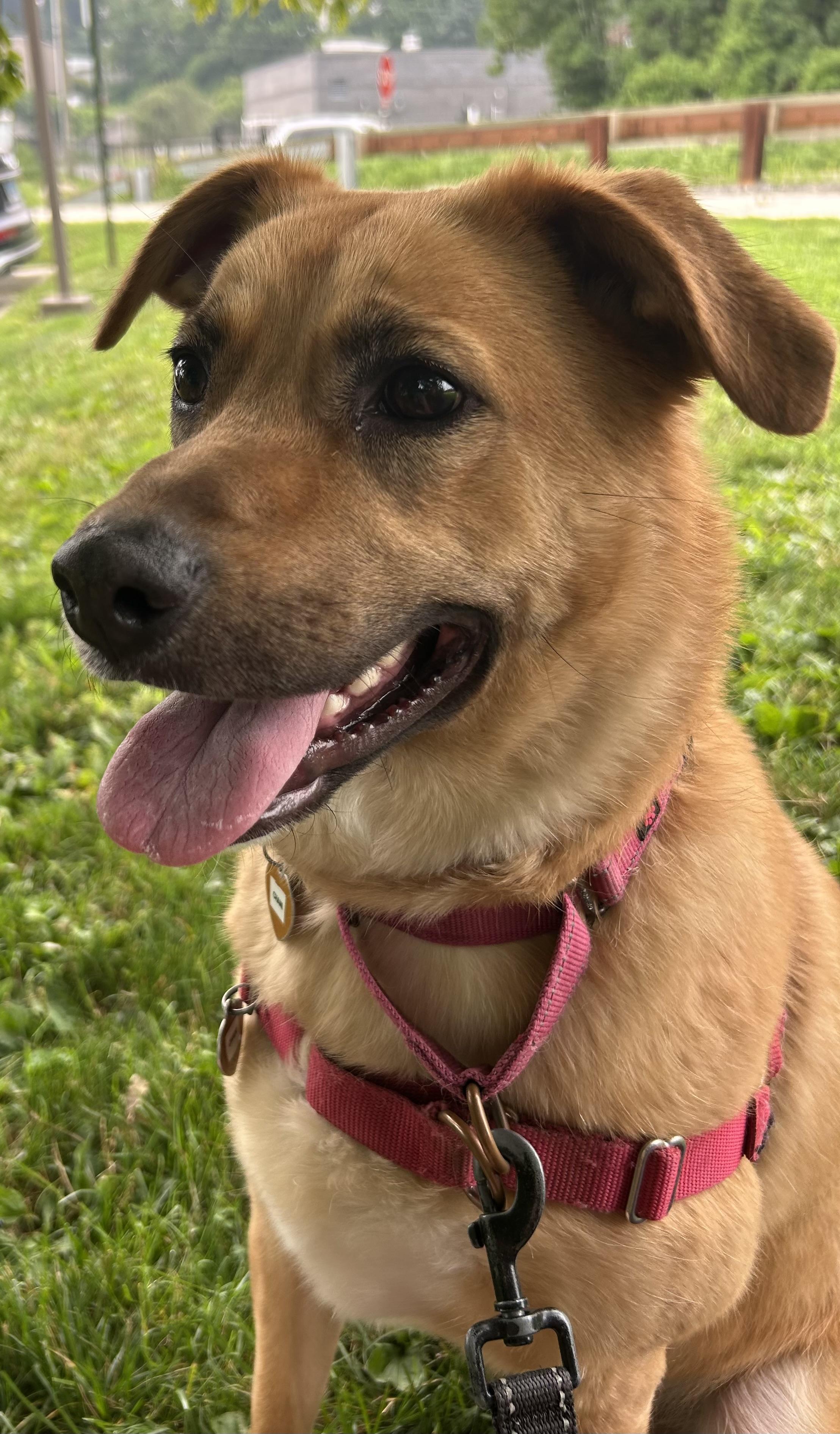 Chani, an adoptable Mixed Breed in Ridgefield, CT image 2/6