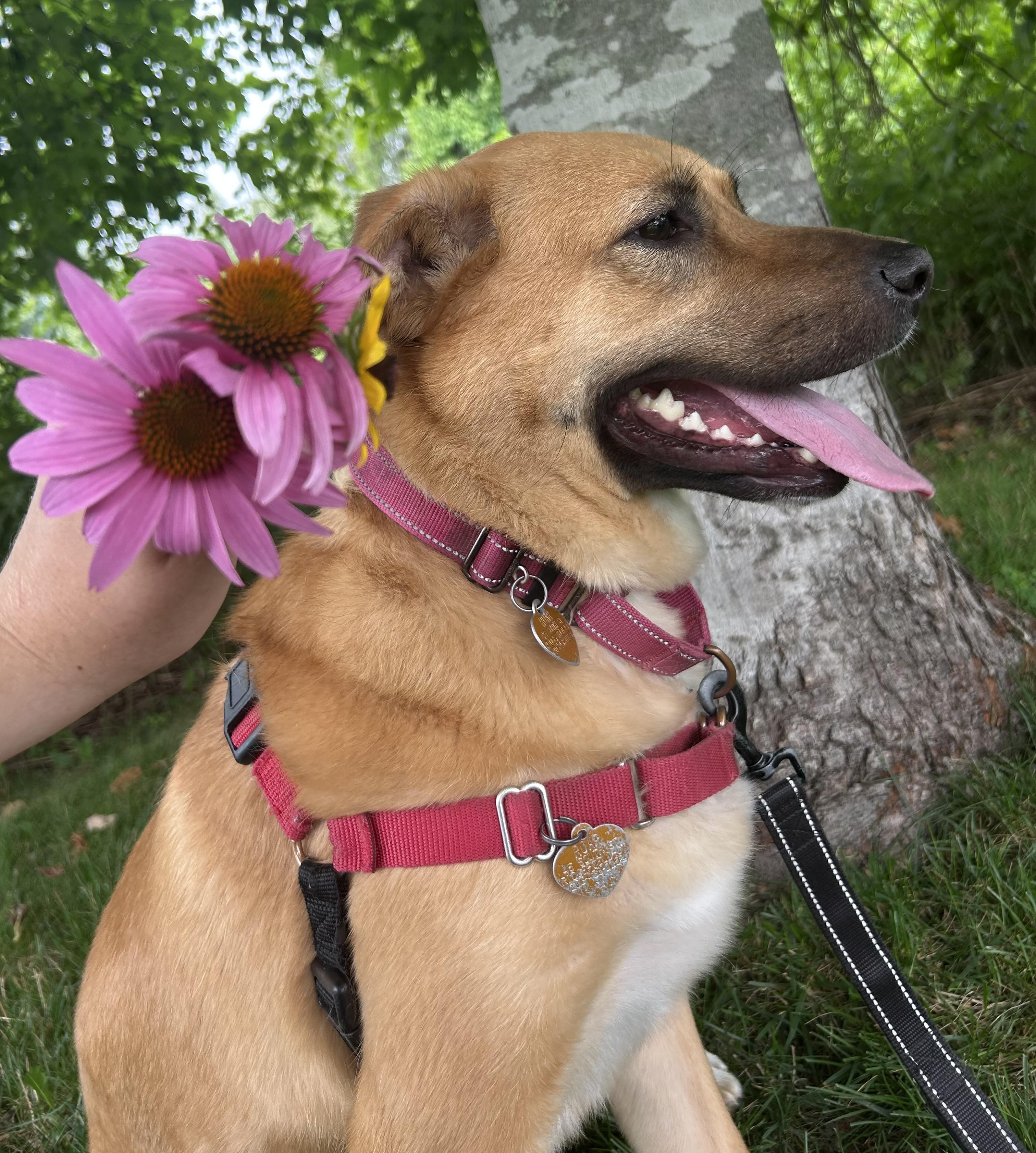 Chani, an adoptable Mixed Breed in Ridgefield, CT image 3/6
