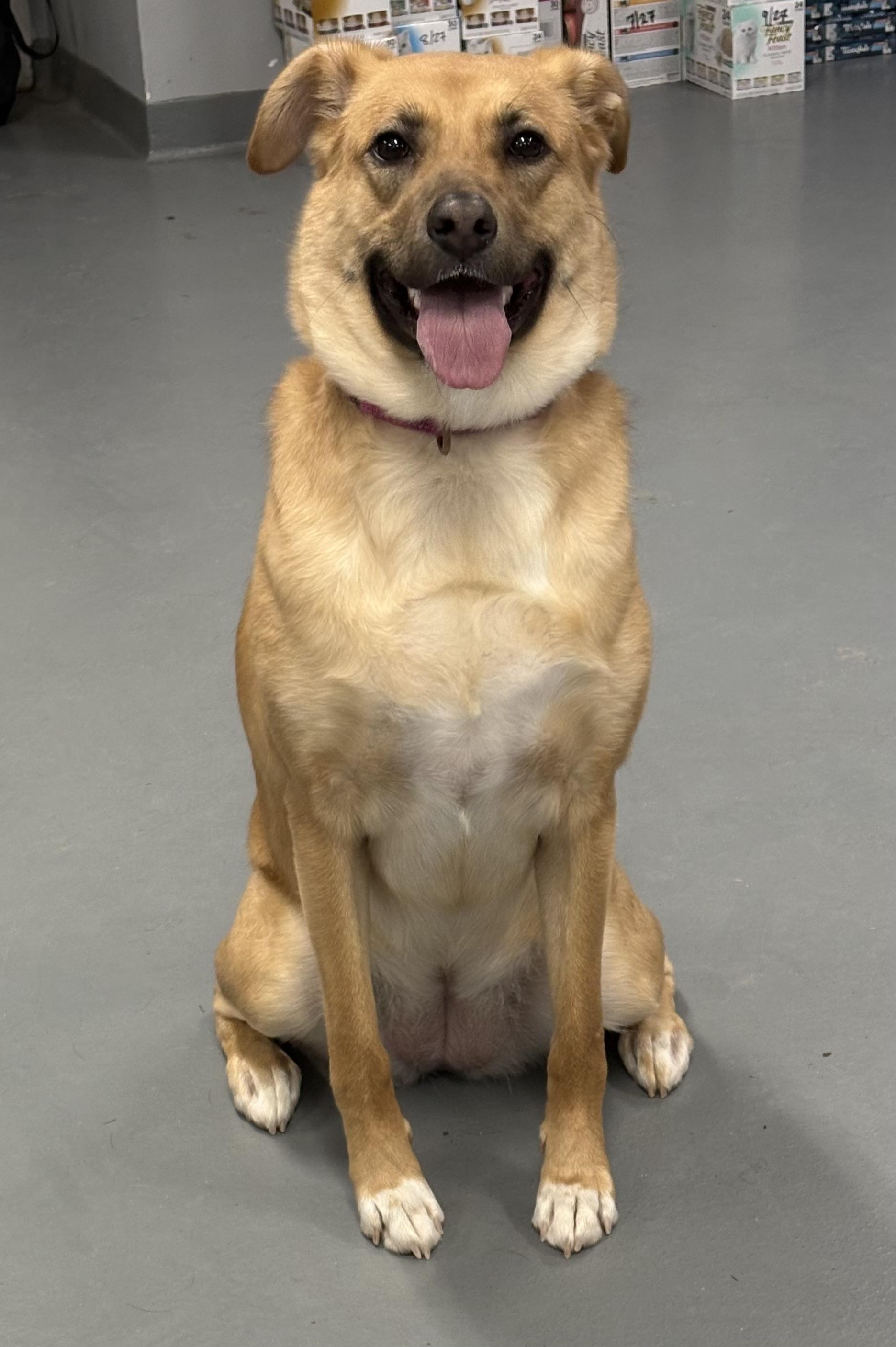 Enlarge Chani, an adoptable Mixed Breed in Ridgefield, CT image 3/5