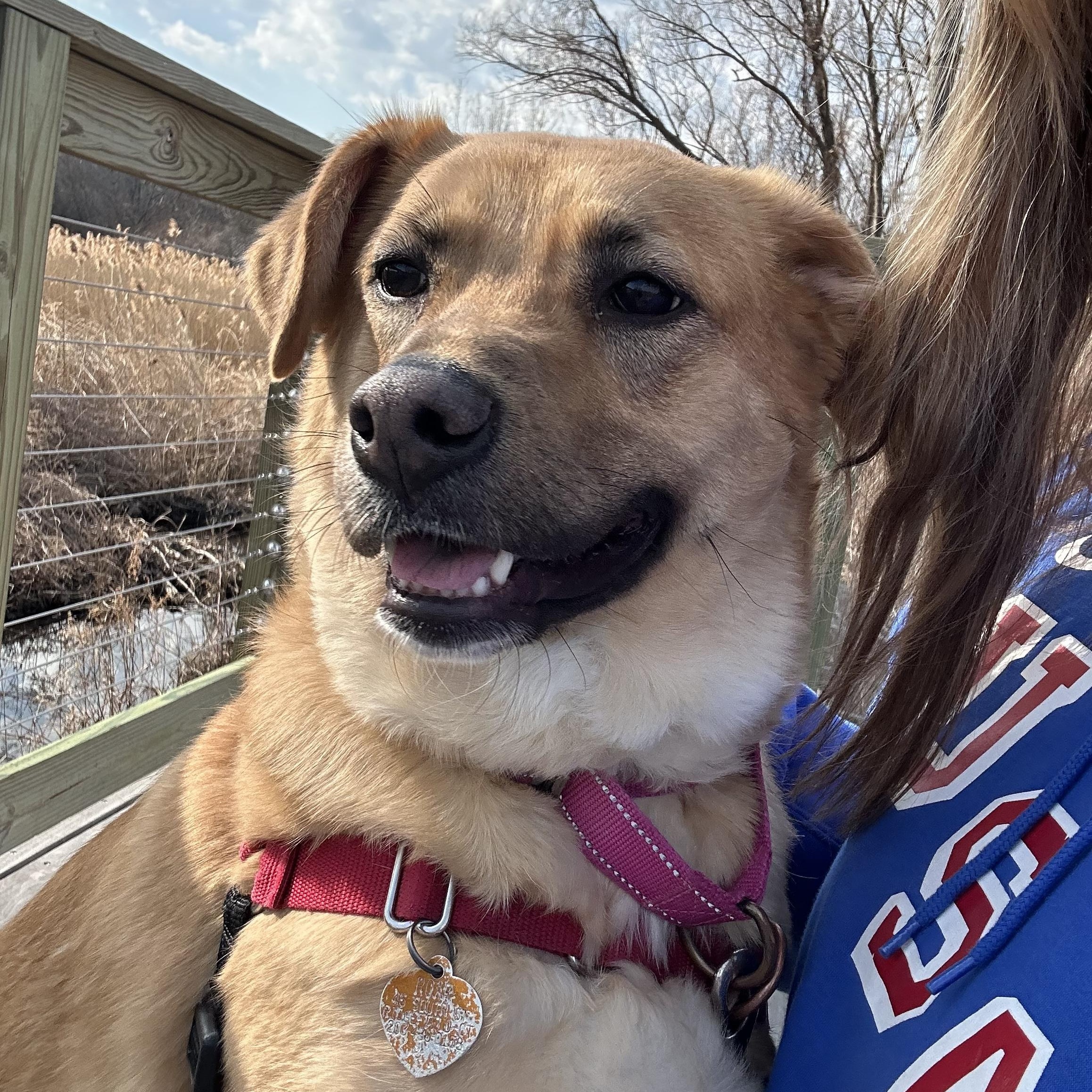 Chani, adoptable, Adult Female Mixed Breed.