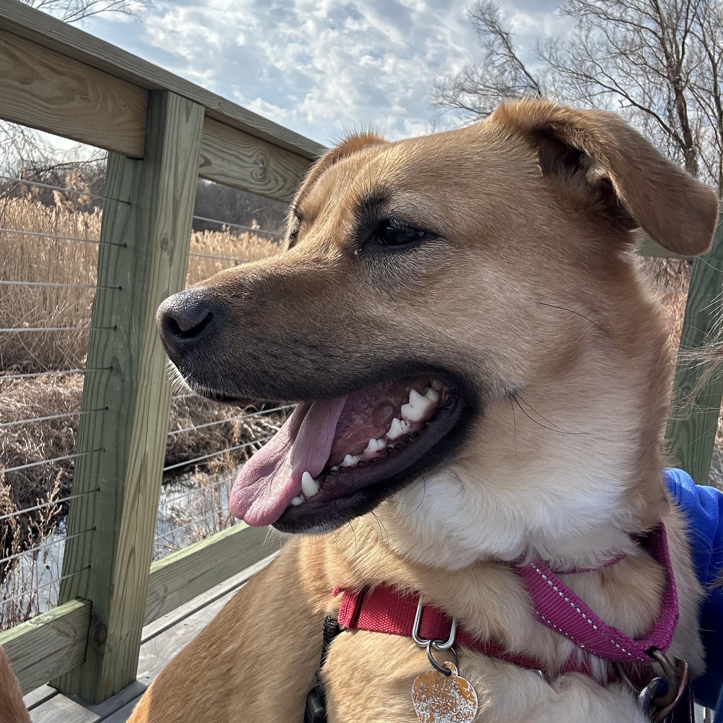 Enlarge Chani, an adoptable Mixed Breed in Ridgefield, CT image 2/5
