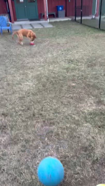 Enlarge Chani, an adoptable Mixed Breed in Ridgefield, CT video 4/5