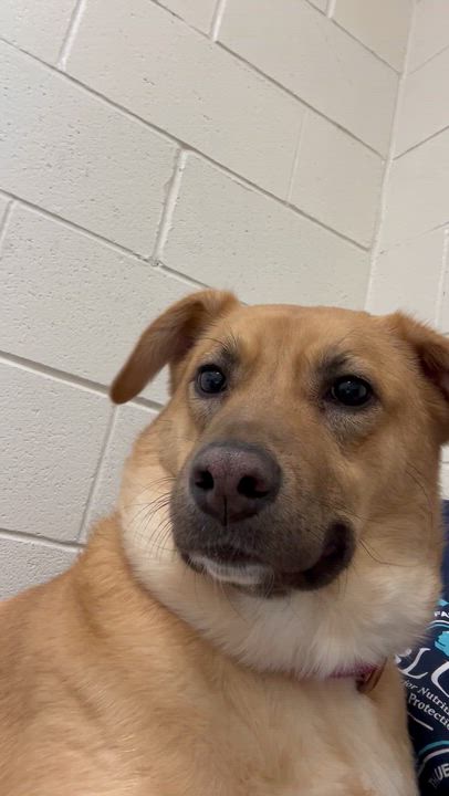 Enlarge Chani, an adoptable Mixed Breed in Ridgefield, CT video 5/5