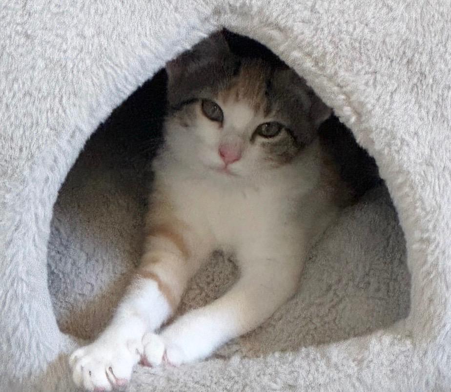 Bobbi, Adoptable, Kitten Female Domestic Short Hair.